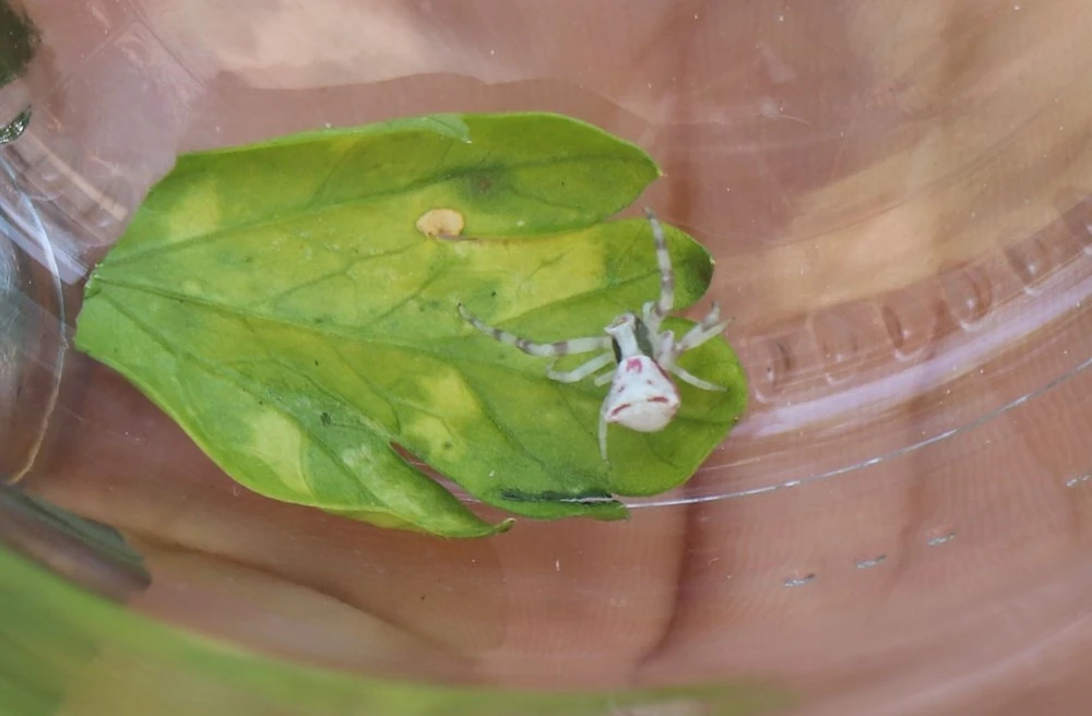 İnsan yüzlü örümcek görenleri şaşırttı